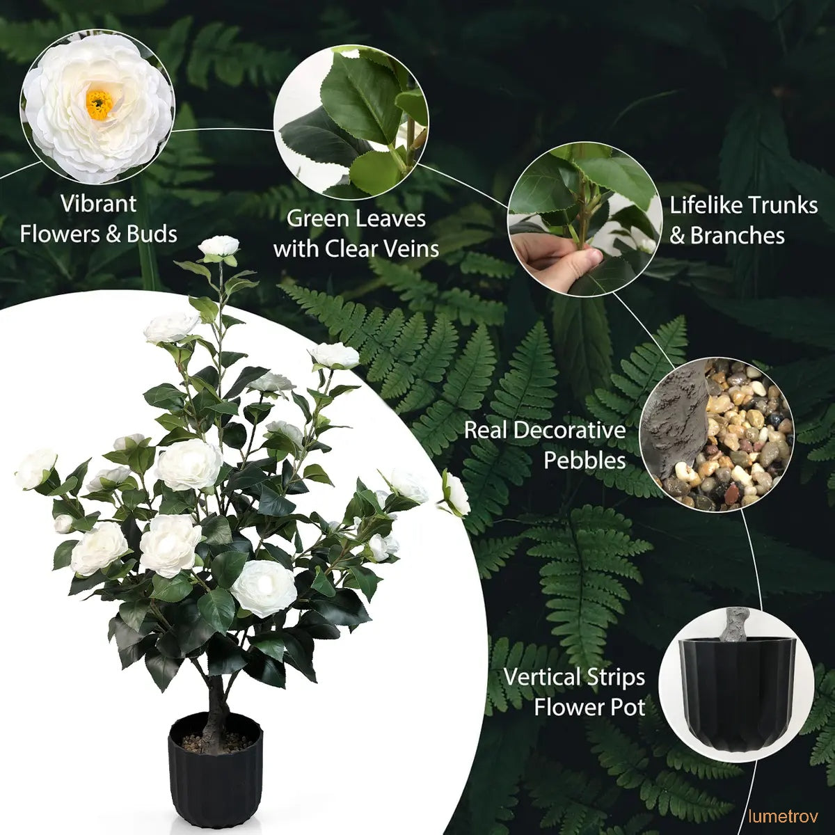 Two 3-foot camellia trees, complete with decorative pebbles and a flower pot
