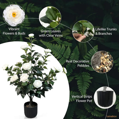 Two 3-foot camellia trees, complete with decorative pebbles and a flower pot