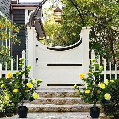 Two 3-foot camellia trees, complete with decorative pebbles and a flower pot